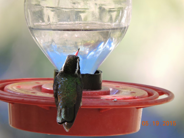 Kay's photo of the male White-eared Hummingbird