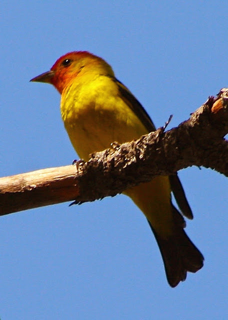 Western Tanager