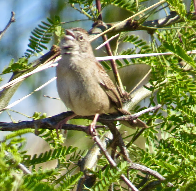 Botteri's Sparrow