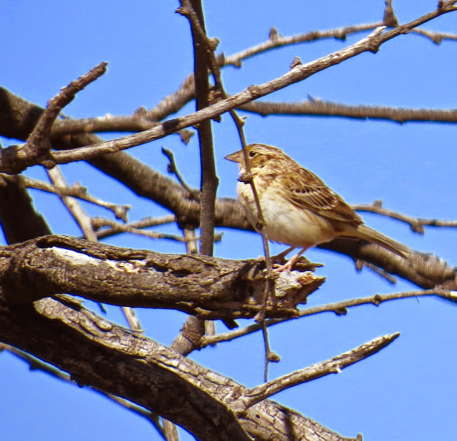 Grasshopper Sparrow