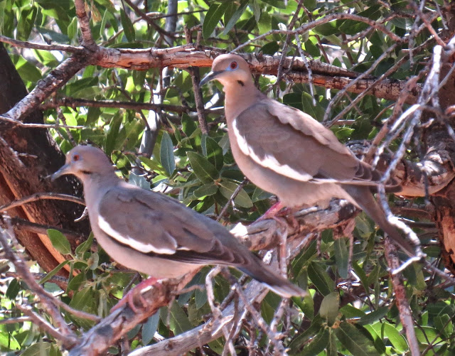 White-winged Doves