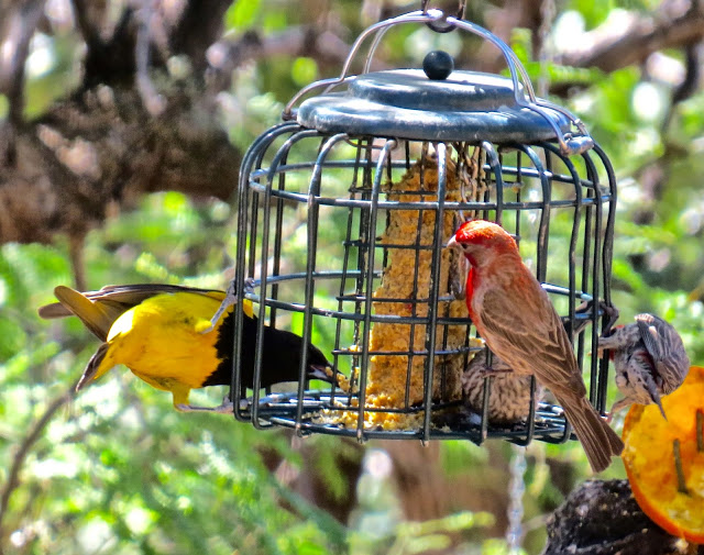 Scott's Oriole on left; House Finches on right