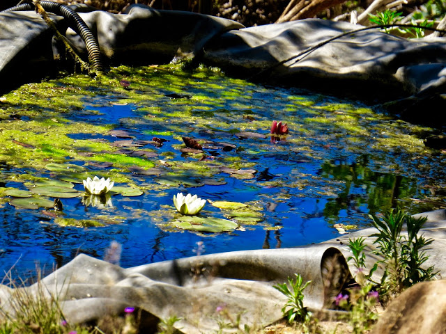 First waterlilies of the year on her pond