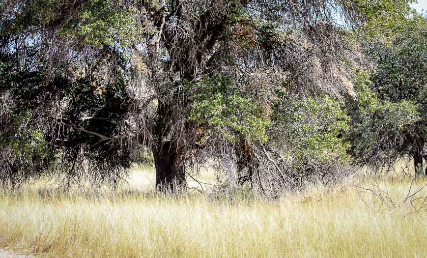 Gorgeous texture to the grasses at the end of the hike