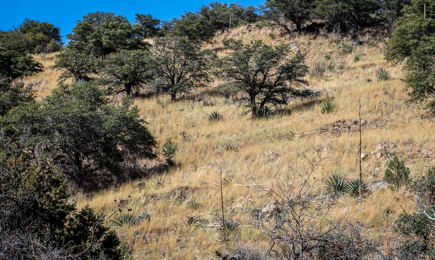 Dry, rough terrain outside of the Ramsey Canyon Reserve