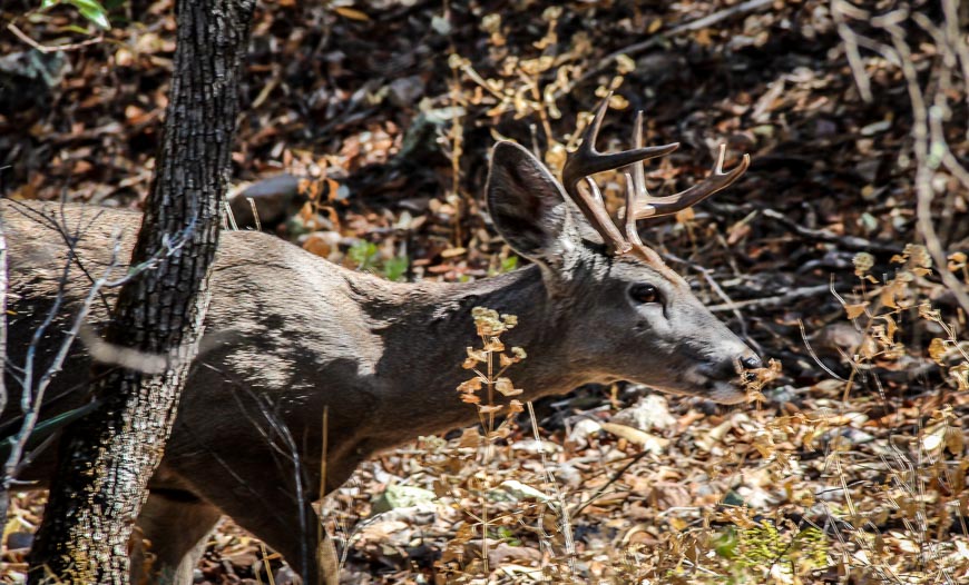 Ramsey Canyon white-tailed deer