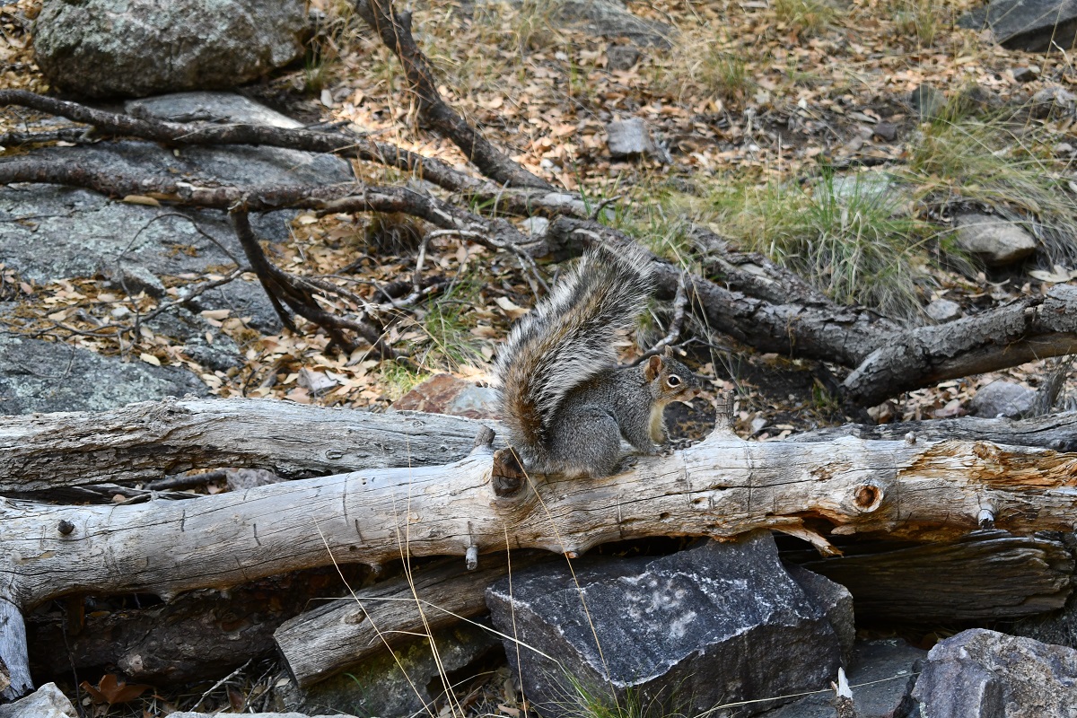 Friendly squirrel, Ramsey Canyon Preserve, Arizona