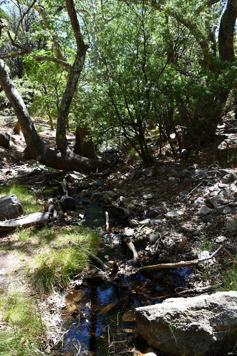 Wetlands, Ramsey Canyon Preserve