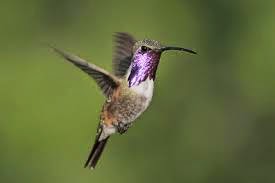 Online photo of male Lucifer Hummingbird