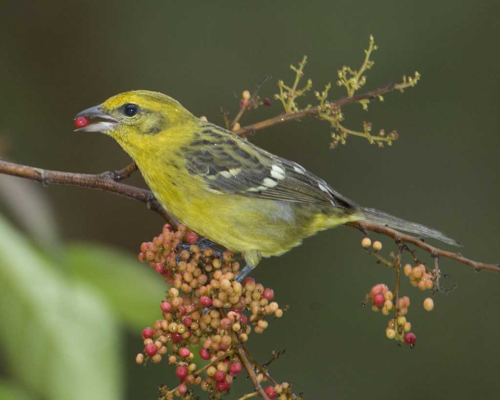 Online photo of female Flame-colored Tanager