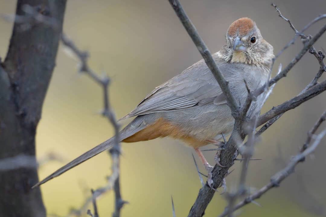 Canyon towhee at San Pedro House