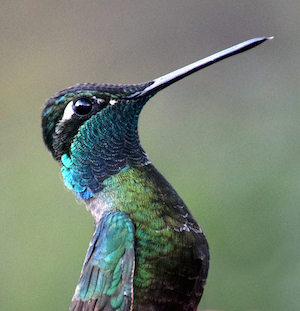 close up of a bird