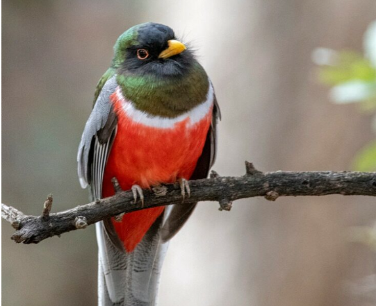 A Birding Adventure in Arizona’s ‘Sky Islands’