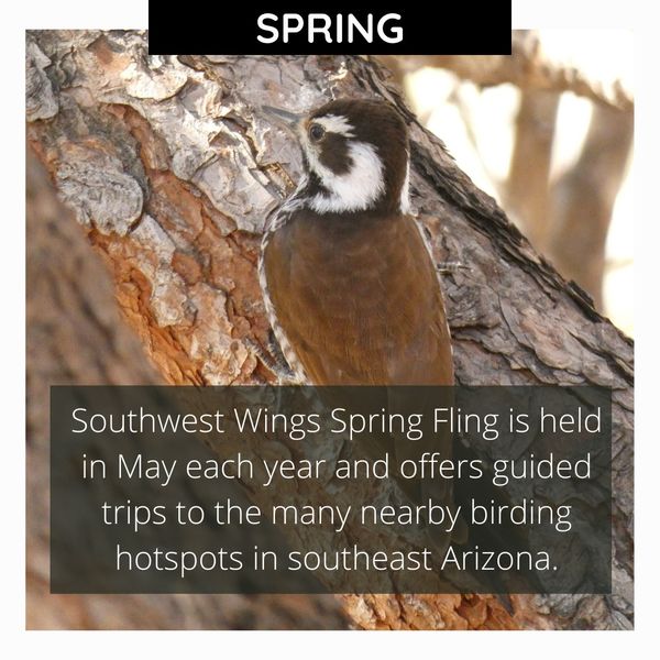 Southwest Wings Spring Fling