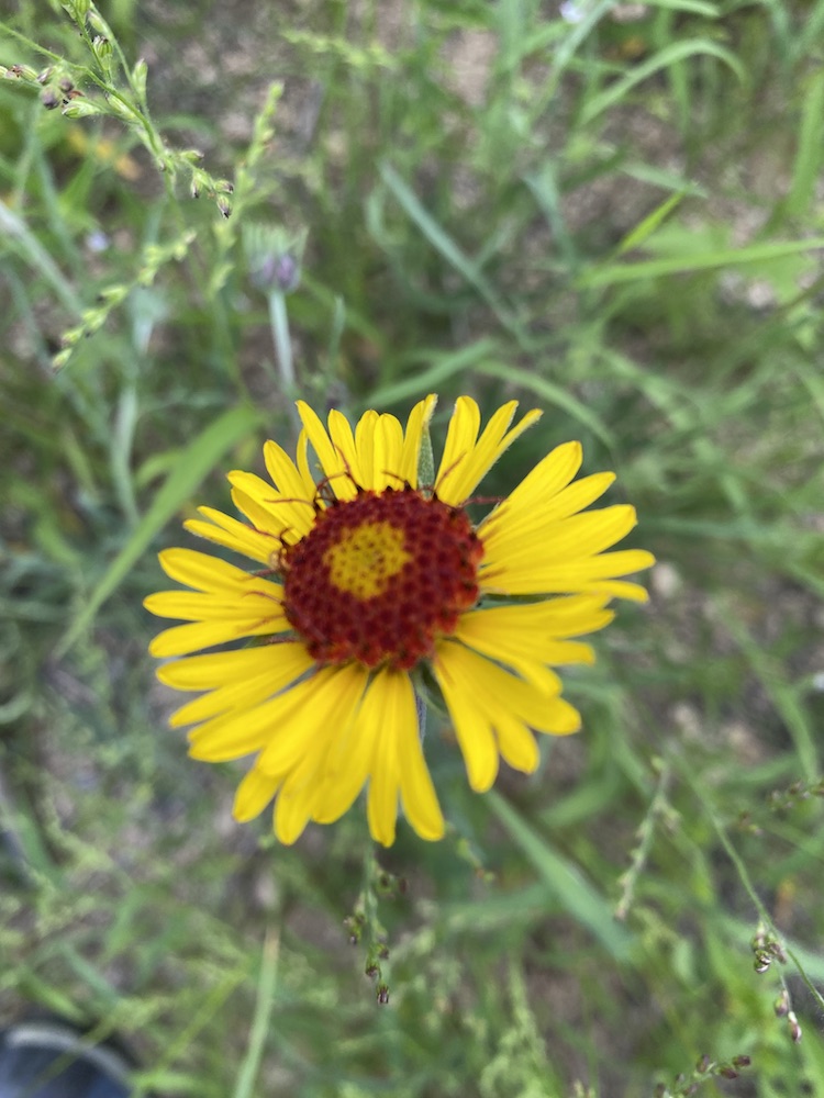 Gaillardia Pinnatifida Amerind