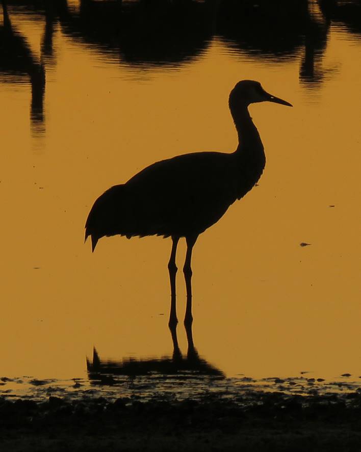 Sandhill Crane