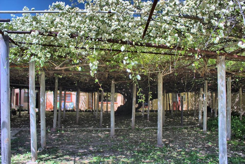 Tombstone Rose Tree Festival